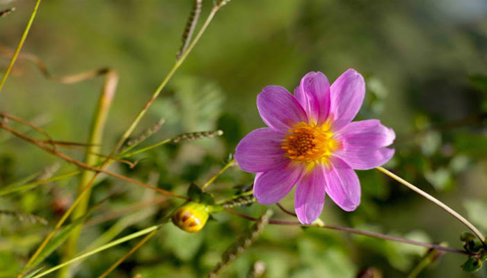 Top 9 Plantas Que Bajan La Urea Y Reducen Los Niveles De Creatinina