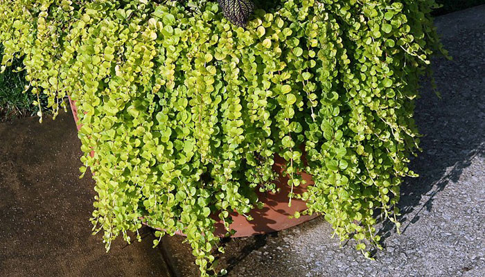 Plantas Que Caen En Cascada | Las 14 Más Hermosas Hierbas Colgantes