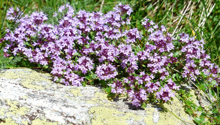 Top 10 Plantas Que Crecen En Rocas | Plantas Para Jardín De Rocas