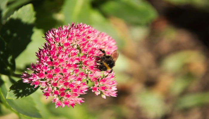 Plantas Que Florecen En Otoño. Las Mejores 10 Para Tu Jardín