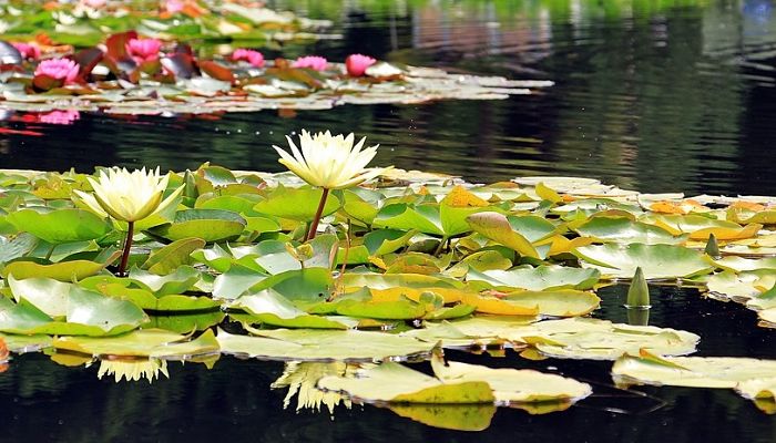 10 Plantas Que Forman Islas En Los Ríos | Plantas Flotantes