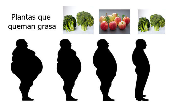 Plantas Que Queman Grasa | 10 Alimentos Vegetales Para Quemar Grasas