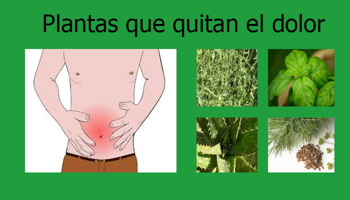 Top 10 Plantas Que Quitan El Dolor Rápidamente