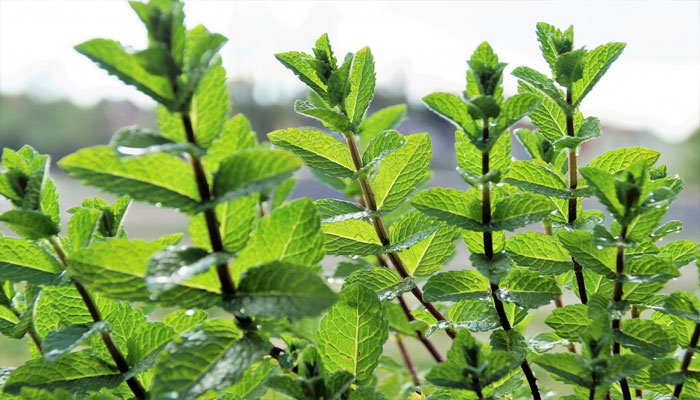 10 Plantas Para Repeler Zancudos, Mosquitos Y Otras Plagas