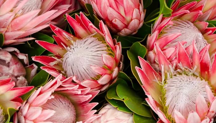 Protea. Origen, Descripción, Cultivo, Cuidados, Propiedades