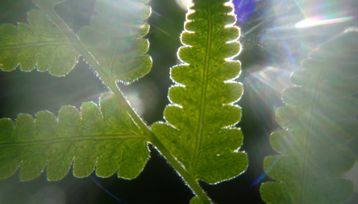 Que Necesita Una Planta Para Realizar La Fotosíntesis