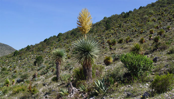 Qué Son Plantas Xerófitas. Características, Tipos Y Hábitats