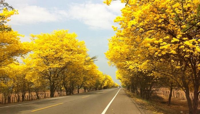 Roble Amarillo. Origen, Descripción, Cultivo, Cuidados, Propiedades