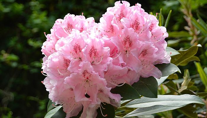 Rododendro. Origen, Descripción, Cultivo, Cuidados, Propiedades