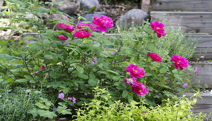 Rosa francesa. Origen, Descripción, Variedades, Cultivo, Cuidados Y Usos