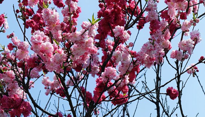 Rosa Japonesa. Origen, descripción, Cultivo, Cuidados, Propiedades.