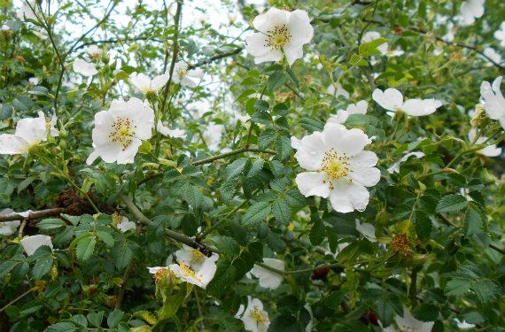 Rosa Silvestre. Origen, Descripción, Cultivo, Cuidados, Propiedades.