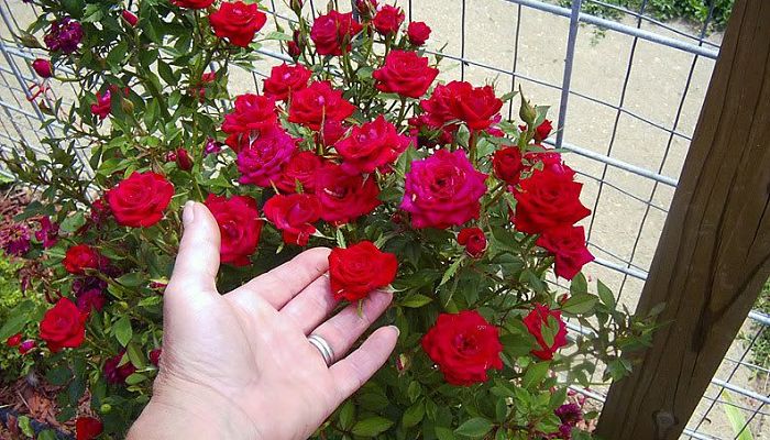 Rosas En Miniatura. Origen, Descripción, Cultivo, Cuidados, Propiedades