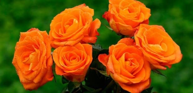 Rosas Naranjas significado y cuando regalarlas