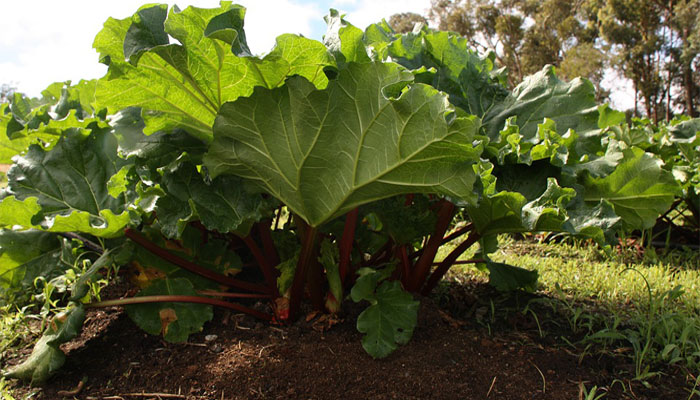 Ruibarbo. Origen, Características, Variedades, Cultivo, Cuidados Y Usos