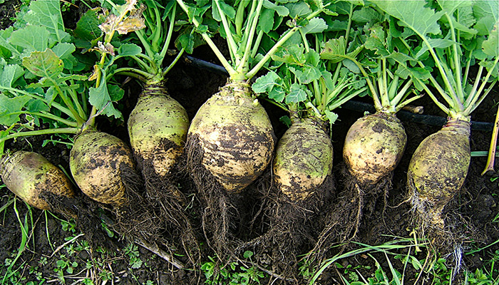 Rutabaga (Brassica napus). Origen, Descripción, Variedades, Cultivo Y Usos