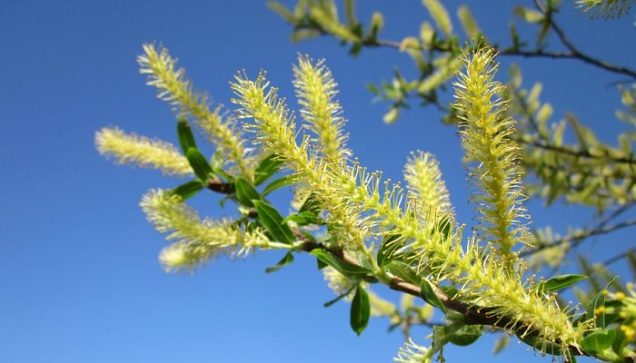 Salguera. Origen, descripción, Cultivo, Cuidados, Propiedades.