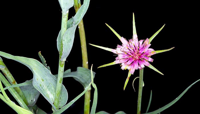 Salsifí (Tragopogon Porrifolius). Origen, Descripción, Cultivo Y Usos