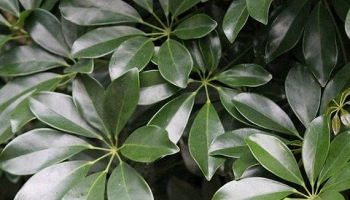 Schefflera. Origen, Descripción, Cultivo, Cuidados, Propiedades