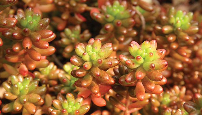 Sedum Rojo. Origen, Descripción, Cultivo, Cuidados, Propiedades