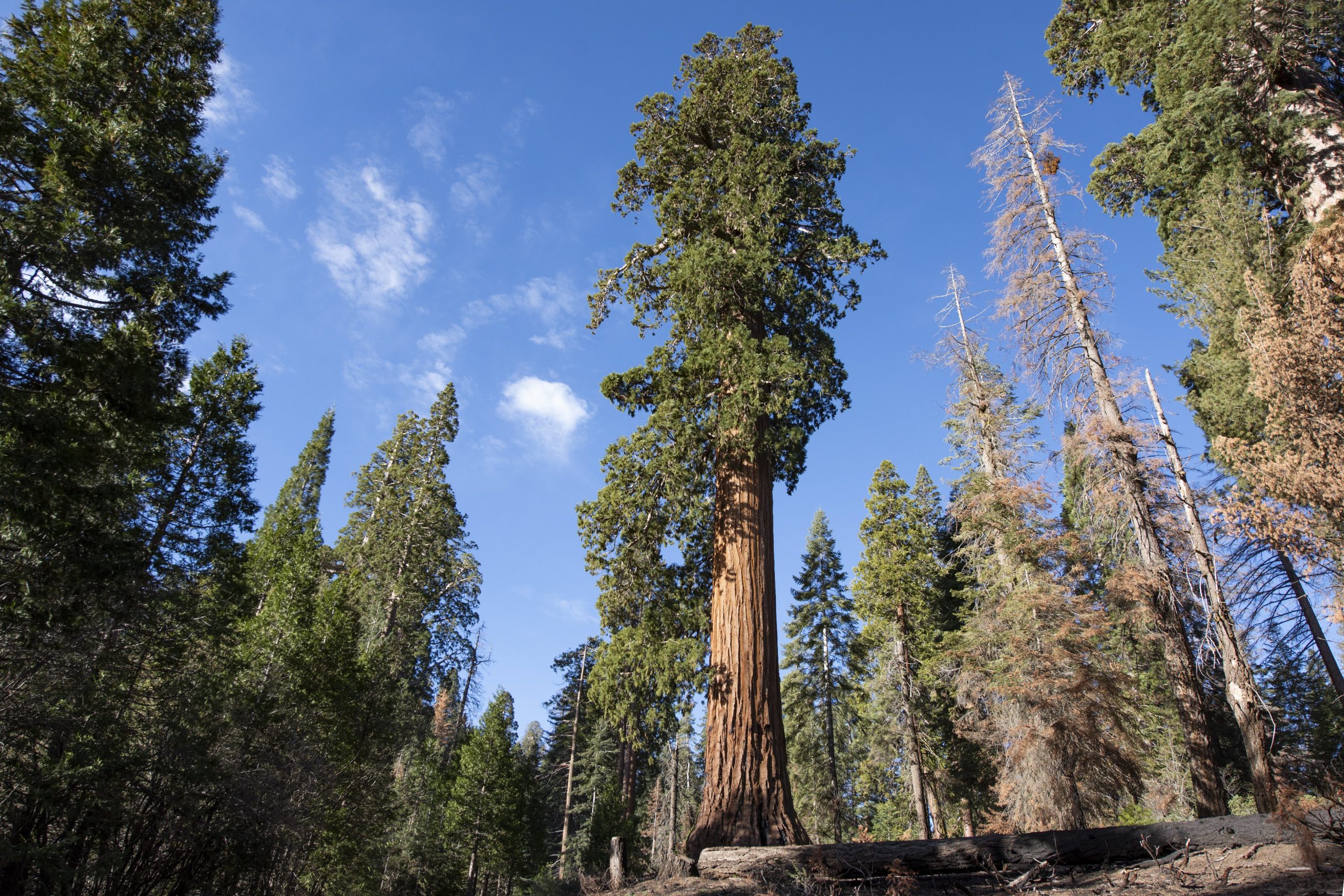 Sequoia: tipos, características, tamaños, variedad y colores&#8230;