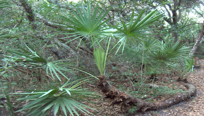 Serenoa. Origen, Características, Variedades, Cultivo, Cuidados Y Usos