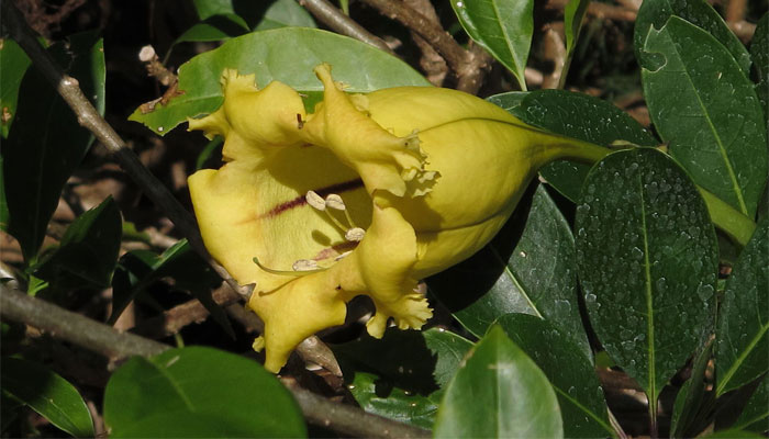 Solandra. Origen, Descripción, Variedades, Cultivo, Cuidados Y Usos