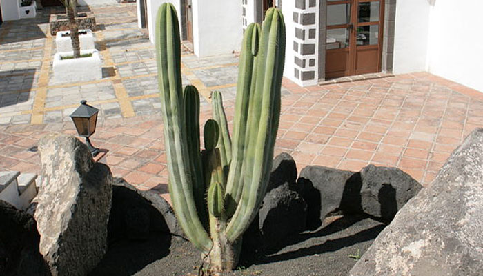 Stenocereus Marginatus. Origen, Descripción, Variedades, Cultivo, Cuidados Y Usos