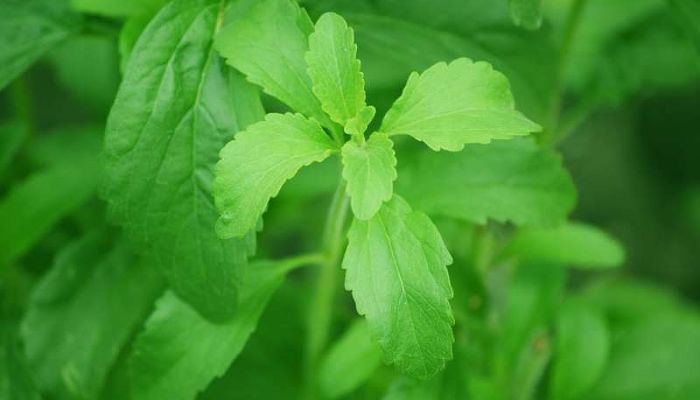 Stevia. Origen, Descripción, Cultivo, Cuidados, Propiedades