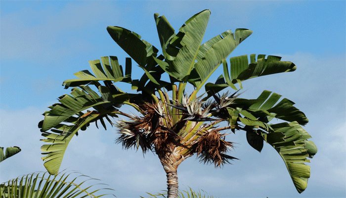 Strelitzia Gigante. Origen, Descripción, Cultivo, Cuidados Y Usos