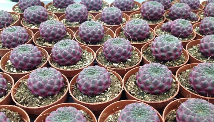 Sulcorebutia Rauschii. Origen, Descripción, Cultivo, Cuidados, Propiedades