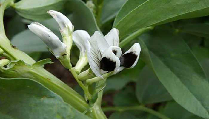 Tabilla (Vicia faba). Origen, Descripción, Variedades, Cosecha Y Usos