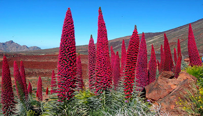 Taginaste (Echium wildpretii). Origen, Descripción, Cultivo Y Usos