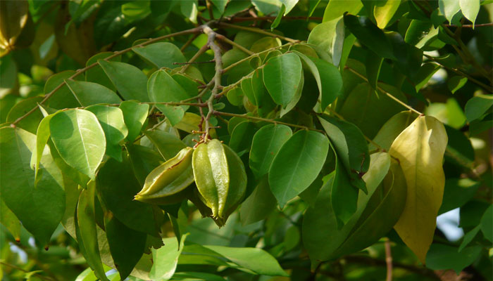 Tamarindo Chino. Origen, Descripción, Variedades, Cultivo, Cuidados Y Usos