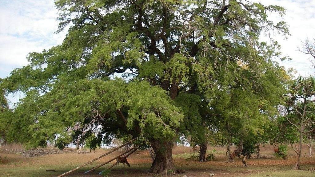 Tamarindo: tipos, características, tamaño, variedades, colores&#8230;