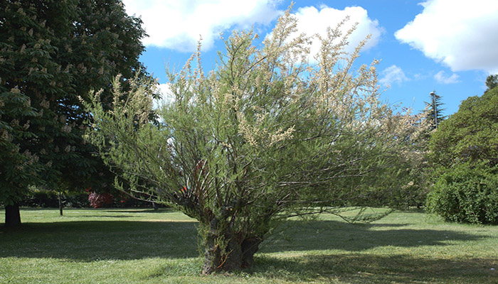 Taraje. Descripción, Clasificación Botánica, Hábitat, Usos Y Más