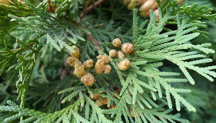 Thuja. Origen, Descripción, Cultivo, Cuidados, Propiedades