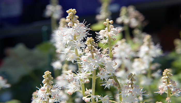 Tiarella (flores de espuma). Origen, Descripción, Variedades, Cultivo Y Usos