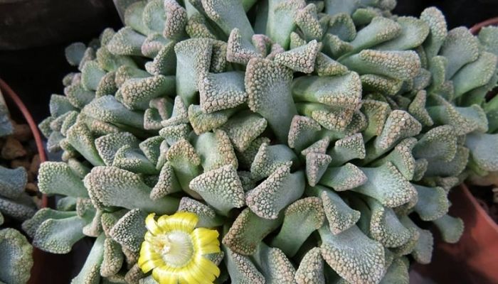 Titanopsis. Origen, Descripción, Cultivo, Cuidados, Propiedades