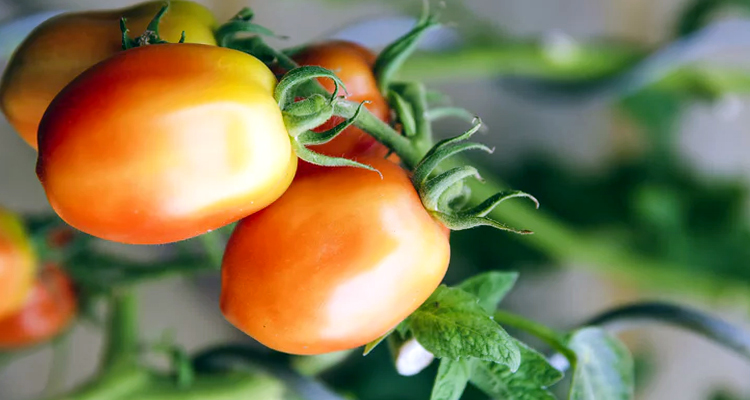 Tomate de Pera: Qué es, tipos, descripción, botánica, cultivos y más