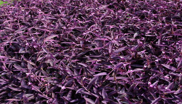 Tradescantia Morada. Origen, Descripción, Variedades, Cultivo, Cuidados Y Usos