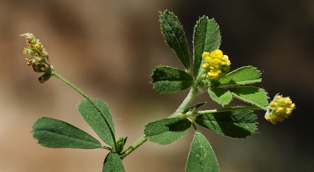 Trébol campestre: fotos, tipos, significado, características