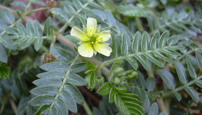 Tribulus Terrestris. Origen, Descripción, Cultivo, Cuidados, Propiedades