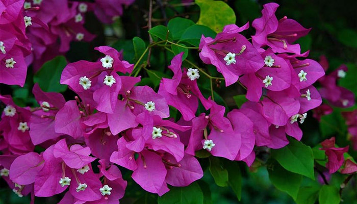 Trinitaria (Bougainvillea spectabilis). Origen, Descripción, Variedades, Cultivo, Cuidados Y Usos