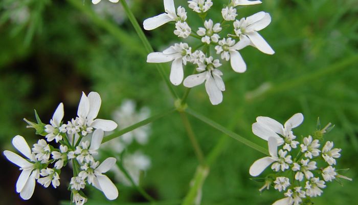 Tudesca. Origen, Descripción, Cultivo, Cuidados, Propiedades.