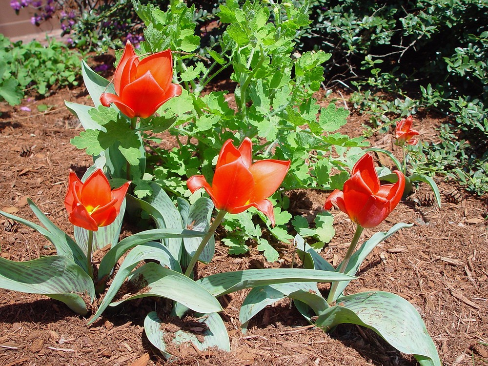 Tulipa gesneriana