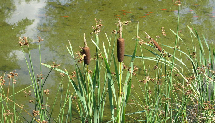 Typha Latifolia. Origen, Descripción, Variedades, Cultivo, Cuidados Y Usos