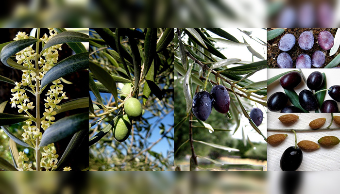 Ullastre (Olea europaea L. var. sylvestris). Origen, Descripción, Variedades, Cuidados Y Usos