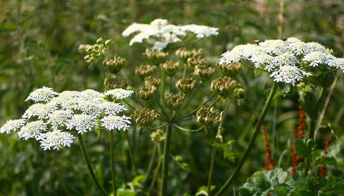 Ursina (Heracleum sphondylium). Origen, Etimología, Descripción, Taxonomía, Cultivo Y Usos