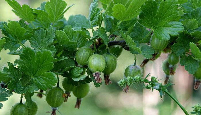 Uva Espina. Origen, Descripción, Variedades, Cultivo, Cuidados Y Usos